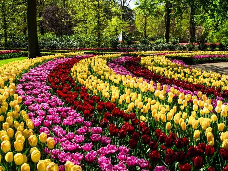 Blumen im Keukenhof bei Amsterdam