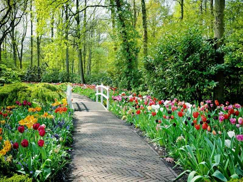 Blumenfelder im Keukenhof bei Amsterdam