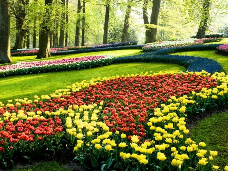 Tulpenreihe im Keukenhof nahe Amsterdam